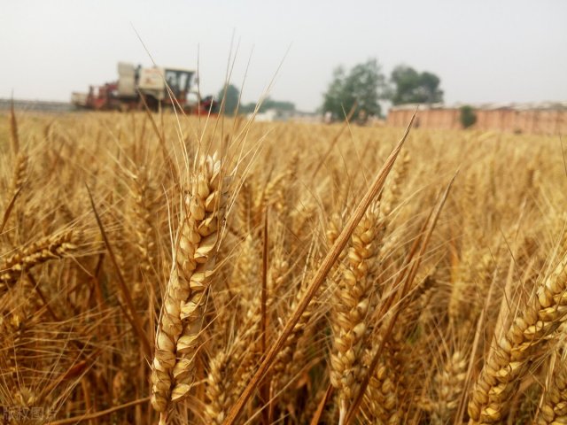 全球小麦霸主：中国、印度、俄罗斯位列前三，产量惊人