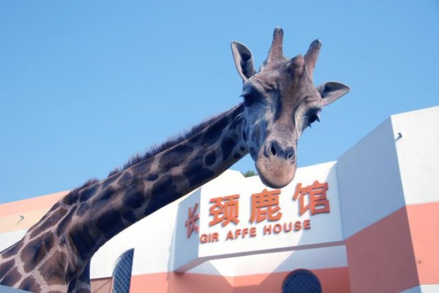 武汉动物园2023开园时间(武汉动物园门票怎么预约)