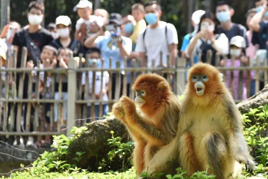 深圳野生动物园成人票价160元，包含所有动物园区及表演