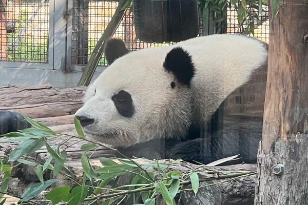 北京动物园多少钱一张门票，北京动物园门票多少钱一张