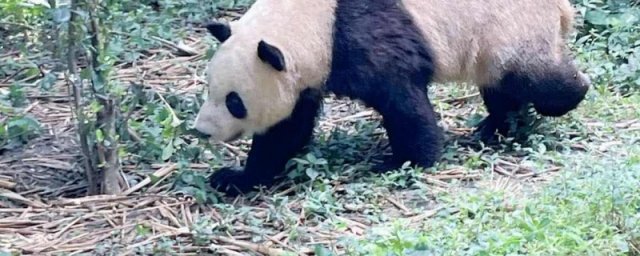 上海动物园门票 上海动物园有没有熊猫