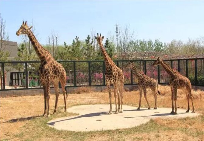 山东东营黄河三角洲动物园景点介绍 东营动物园在东城还是西城