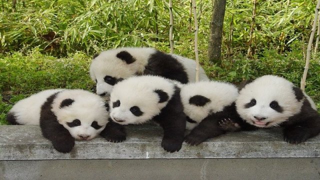 都江堰中华大熊猫苑游玩时间安排，成都都江堰大熊猫