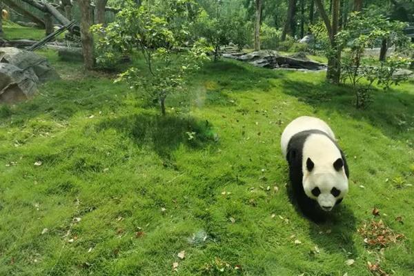 武汉动物园有大熊猫吗(武汉动物园有大熊猫吗2024)
