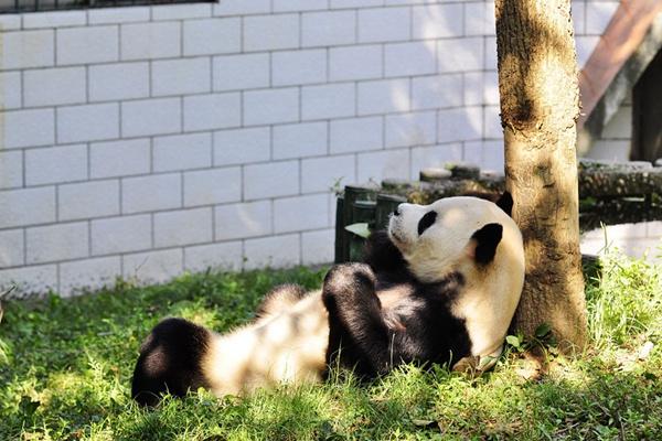 武汉动物园有大熊猫吗(武汉动物园有大熊猫吗2024)