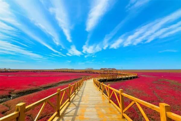 观赏时间每年秋天中国独特的红色海岸线