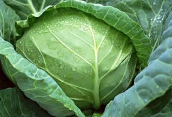 10大蔬菜和减肥方法(减肥必需的五种蔬菜)