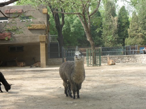 北京动物园门票价格及优惠政策2023年 北京动物园门票多少