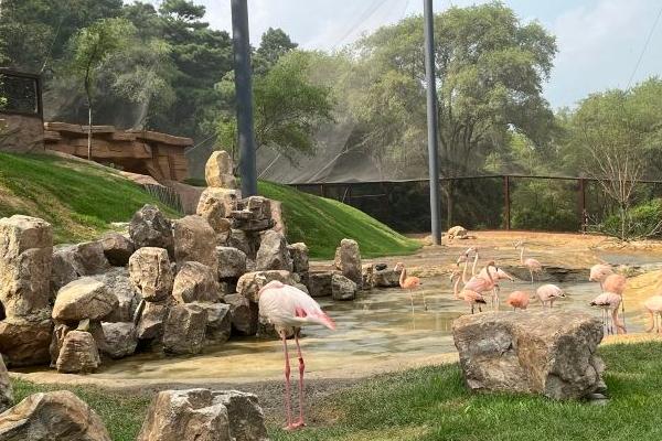 2022沈阳森林动物园门票多少钱啊(沈阳森林动物园门票2023)