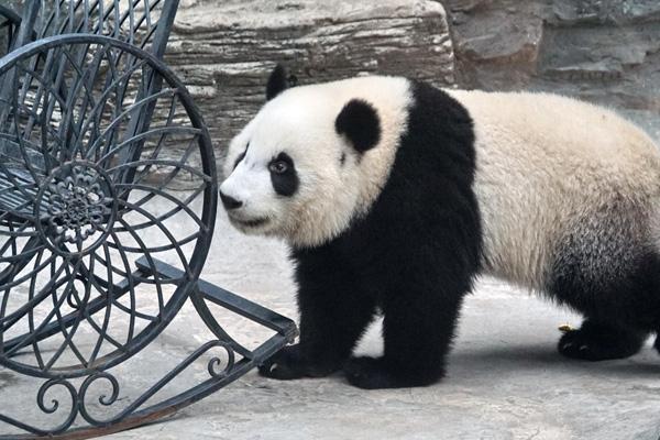 北京有几个动物园(北京有几个动物园有熊猫)