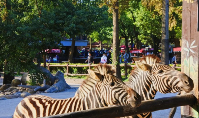 上海野生动物园2023门票团购(上海野生动物园的门票多少块一张)
