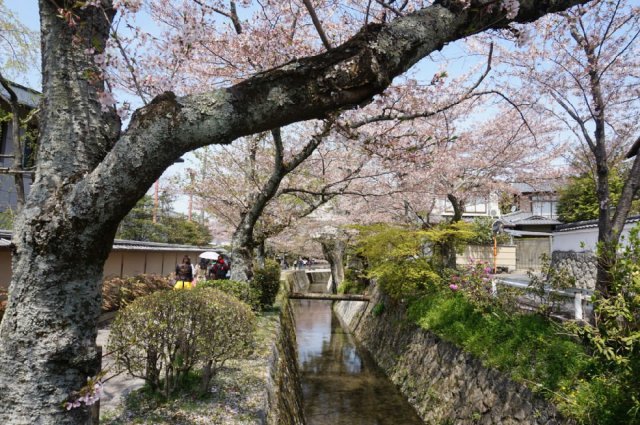 第一天抵达京都办理入住手续第二天参观清水寺、八坂神社、二