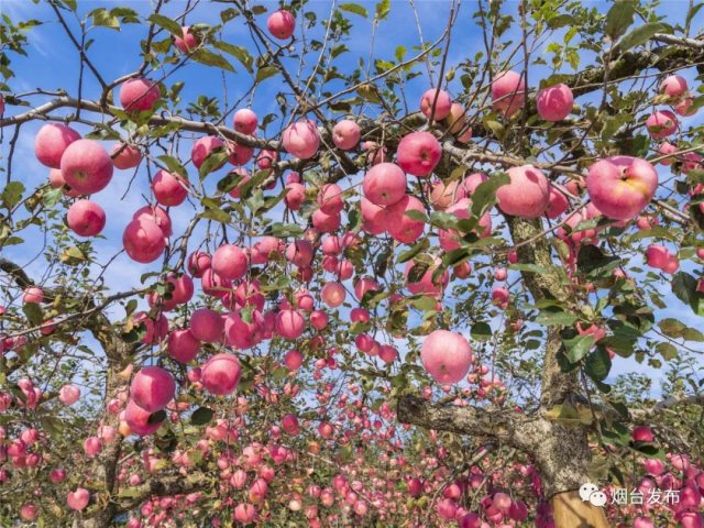 烟台苹果荣登中国十大美味苹果榜首，品质与口感双丰收