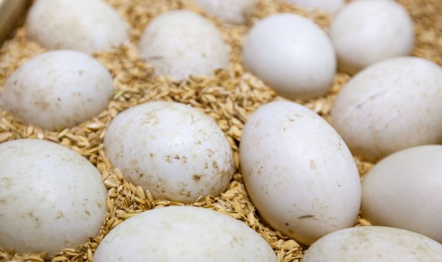 鸽子蛋怎么吃最营养 鸽子蛋吃了有什么好处，鸽子蛋怎么吃适合