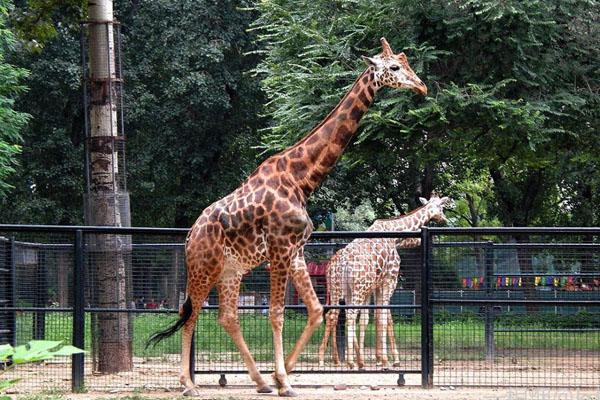 2023郑州动物园门票多少钱一个人「2023年郑州动物园门票多少钱」