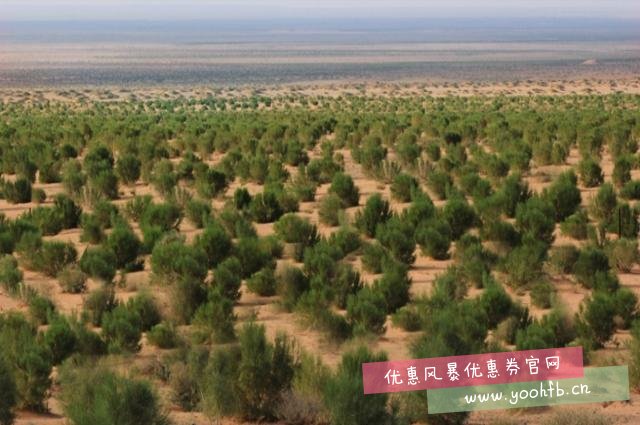 两年间“蚂蚁森林”到底在沙漠里种了几棵树