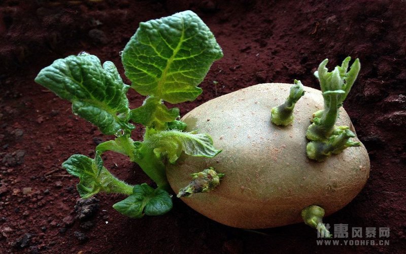 你知道发芽的土豆有什么用处吗？发芽的土豆用处也很大