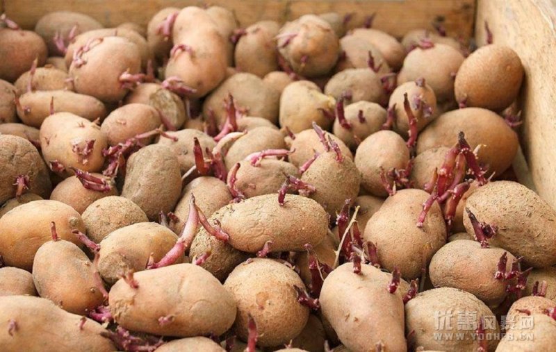 你知道发芽的土豆有什么用处吗？发芽的土豆用处也很大