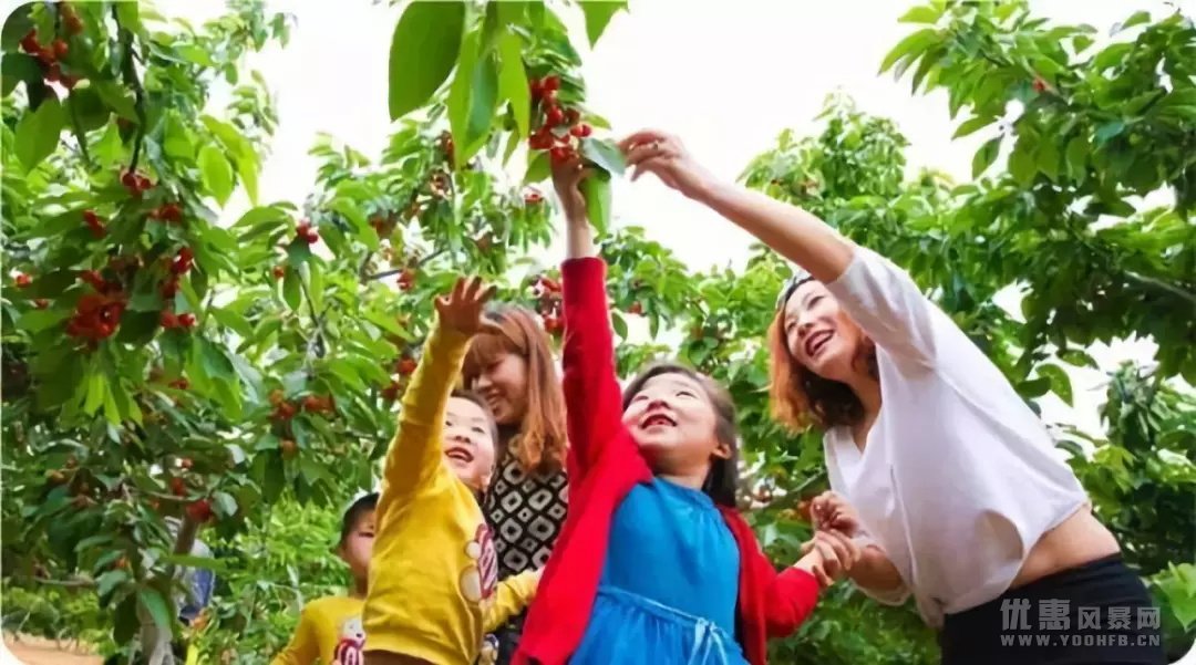 成都首届樱桃节，大人限时优惠小孩享免费